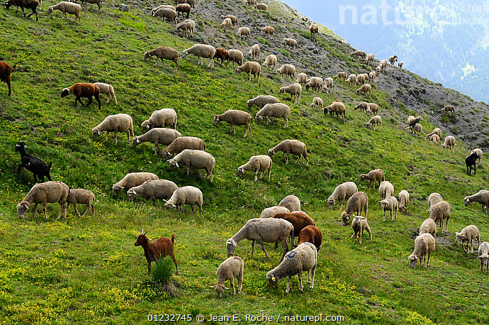 Stock photo of Flock of sheep and some goats grazing on the hillside ...