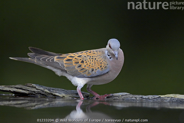 Turteltauben Turtle Doves Tortola スワロ