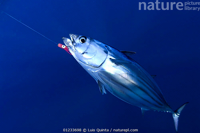 Stock photo of Bonito tuna {Sarda sarda} caught on a fishing line