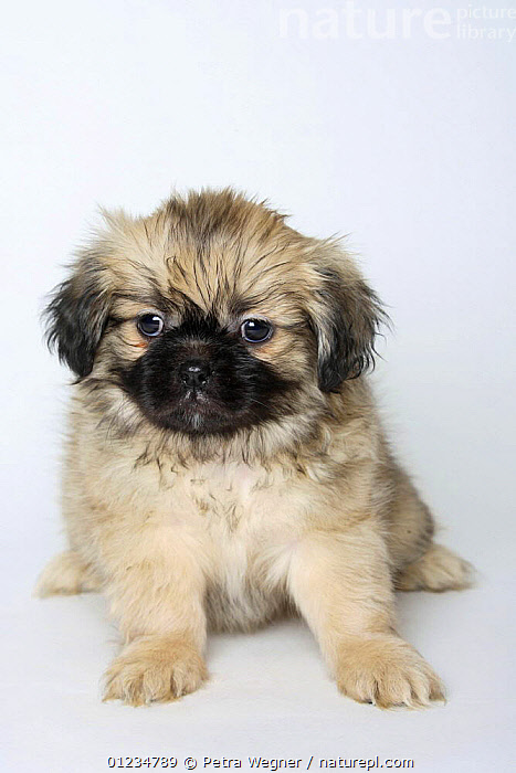 Tibetan spaniel hot sale puppies