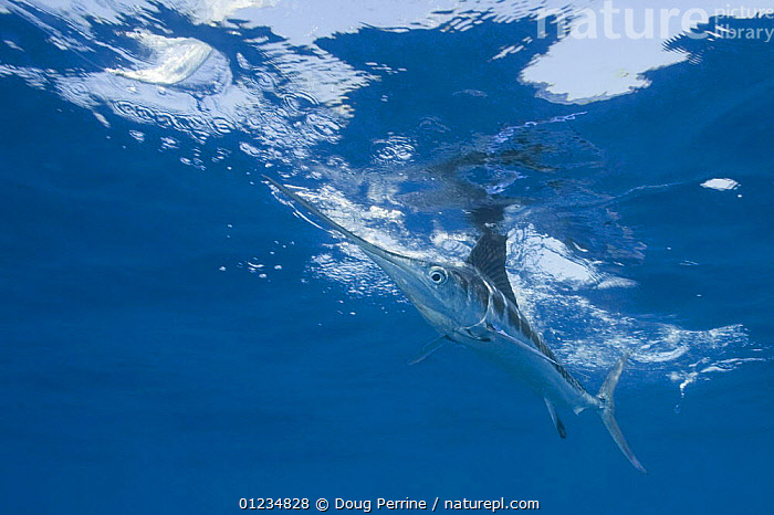 Stock photo of White marlin {Tetrapturus albidus} chasing teaser bait, off  Yucatan…. Available for sale on