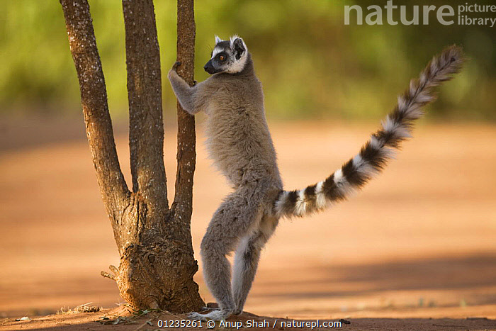 Cologne In The Wild: Male Lemurs Emit A Fruity Scent From Their Wrists To  Attract Females - Study Finds