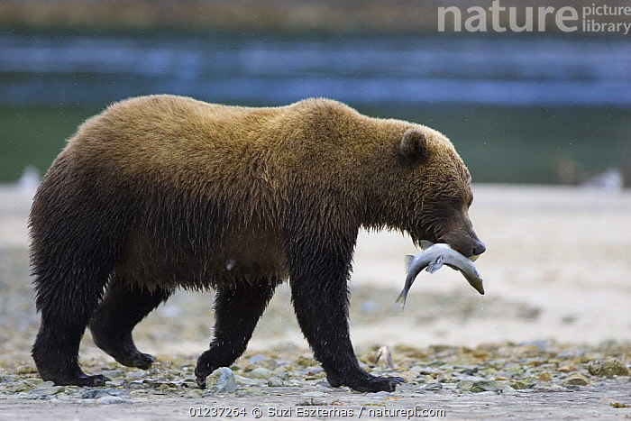 Kodiak Brown Bear (Ursus arctos middendorffi)