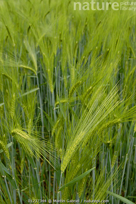 Stock Photo Of Barley Heads (Hordeum Vulgare) Ripening In A Barley ...