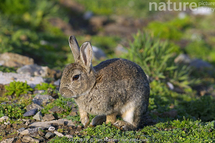 Skomer Rabbits Stock photo of Juvenile European rabbit (Oryctolagus cuniculus). Skomer ...