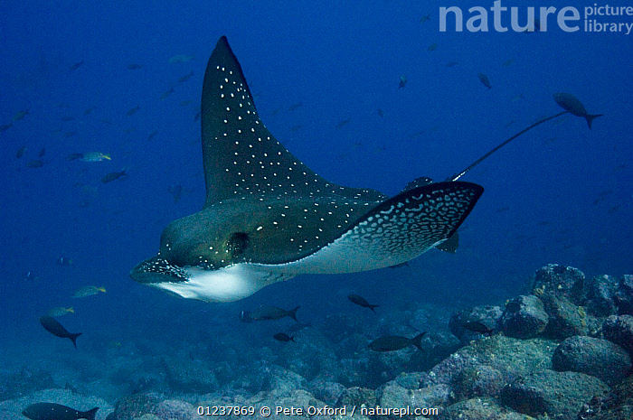 Australian Rays Stock photo of Pacific white-spotted eagle ray (Aetobatus laticeps) off ...