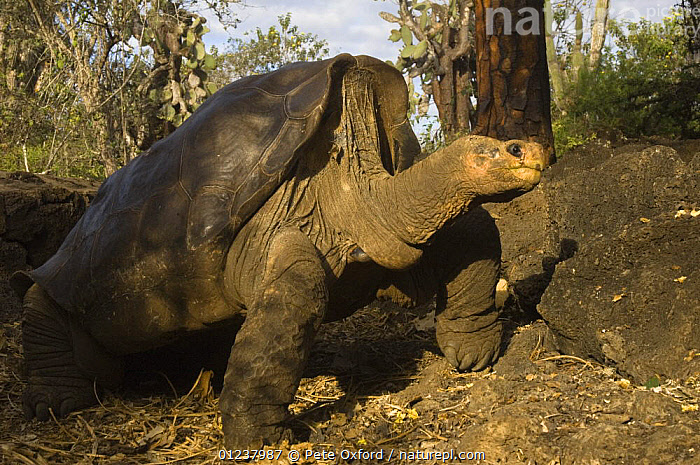 Stock photo of Giant tortoise (Geochelone elephantopus abingdoni