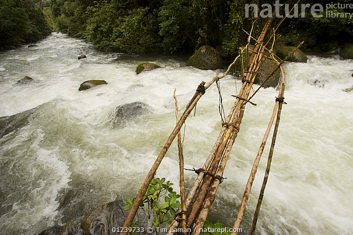 Stock photo of Tree trunks and vine bridge over a raging rainforest ...