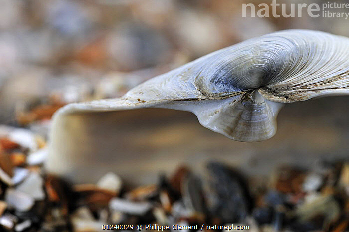 Stock photo of Detail of Blunt gaper (Mya truncata) shell on beach ...