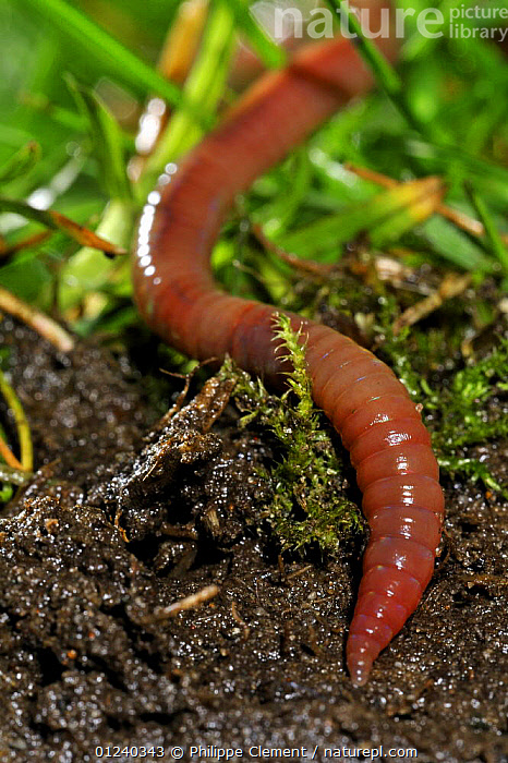 Stock photo of Close up of Earthworm (Lumbricus terrestris) in grassland,  Belgium…. Available for sale on