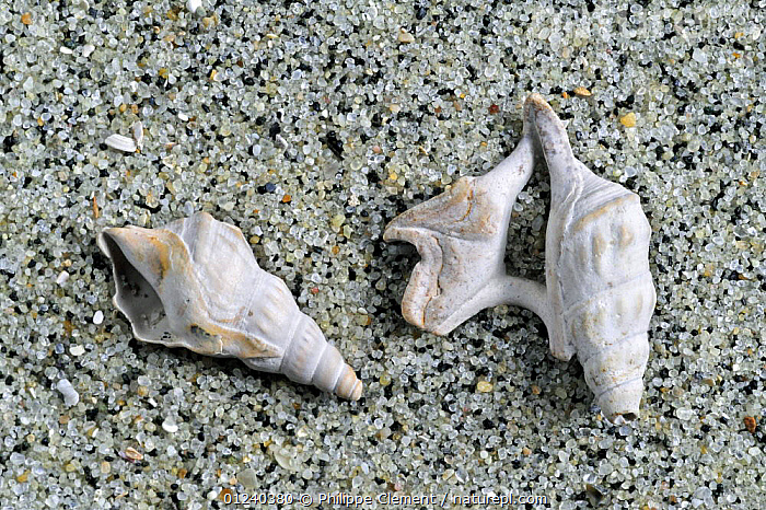 Stock photo of Pelican's foot (Aporrhais pespelecani) shells on beach ...