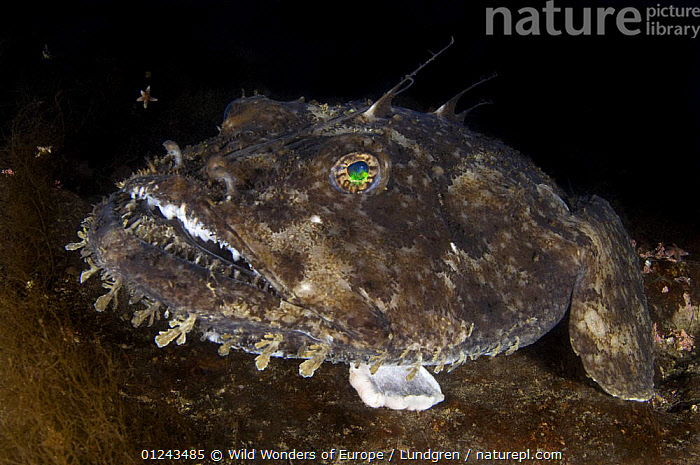 Sea Fish Lophius Piscatorius On Fishing Rod Stock Photo, Picture and  Royalty Free Image. Image 79376842.