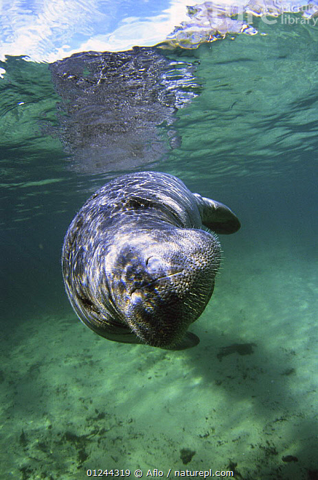 Stock photo of Florida manatee (Trichechus manatus latirostris ...
