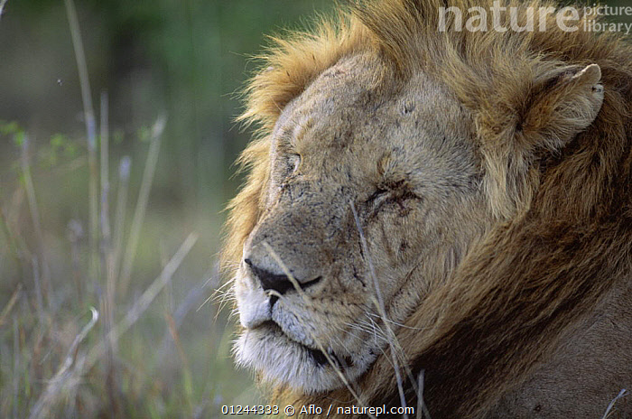 Stock photo of Old male African lion (Panthera leo) sleeping, Kenya ...