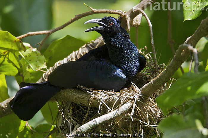 Stock photo of Curl-crested Manucode (Manucodia comrii) bird of ...