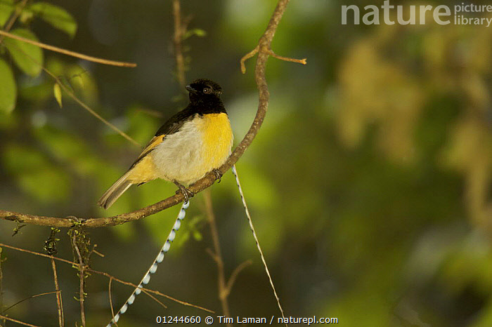 Stock photo of King of Saxony (Pteridophora alberti) bird of paradise ...