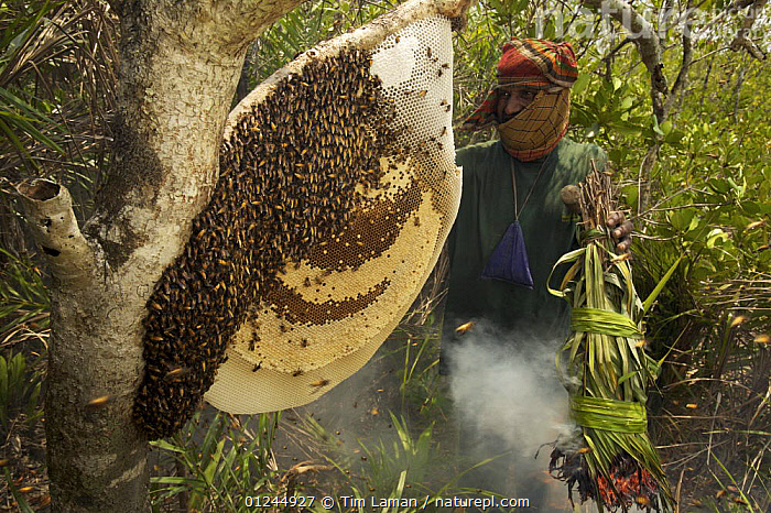 giant honey bee - Apis dorsata