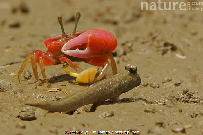Stock photo of Fiddler crab (Uca sp) emerging from its burrow to