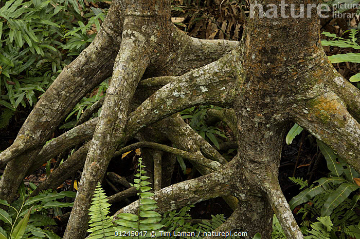 Stock photo of {Rhizophora apiculata} mangrove trees in a protected ...