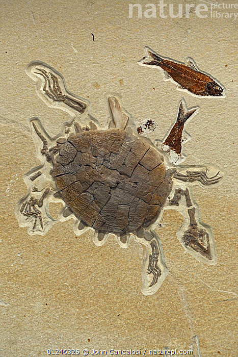 Eocene Turtle Shell Stock photo of Fossilised Softshell turtle, from the Eocene period ...
