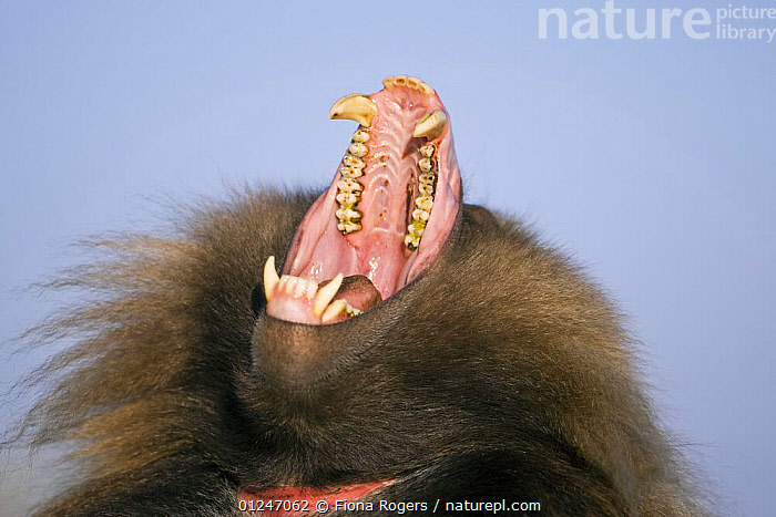 baboon teeth