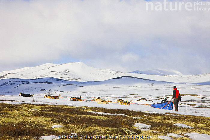 Stock photo of Team of dogs pulling sledge over melting snow ...