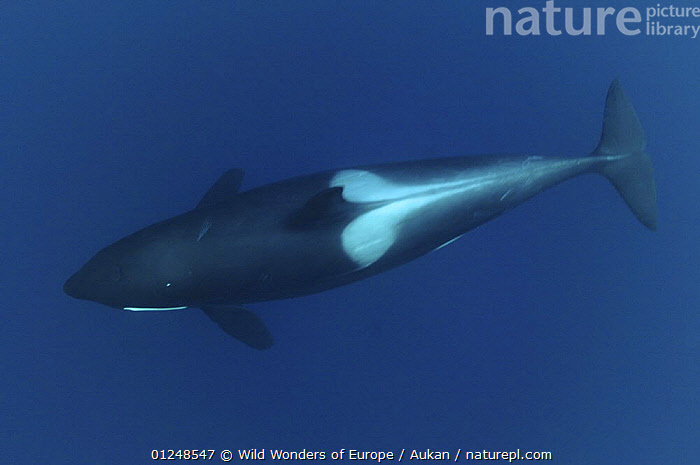 wild orca underwater