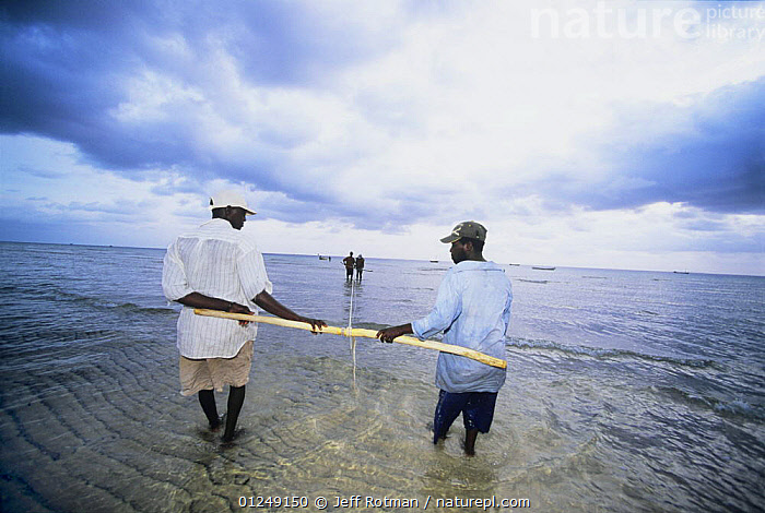 Stock photo of Fishermen pulling in beach seine net in the early