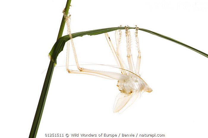 Stock photo of Male Great green bush cricket (Tettigonia