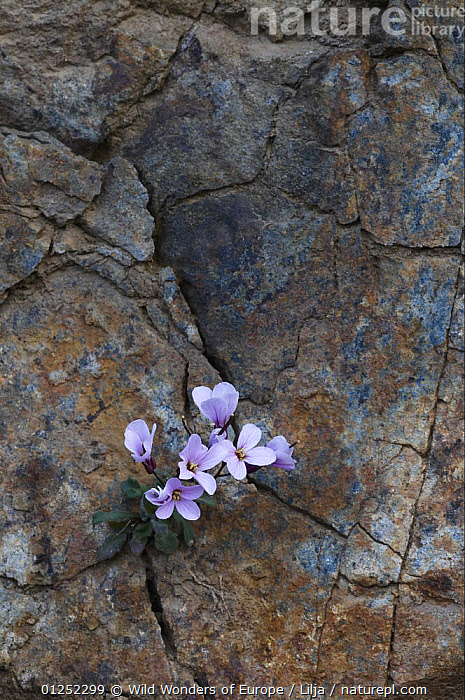 Stock photo of Endemic Rockcress (Arabis purpurea) flowers growing in ...