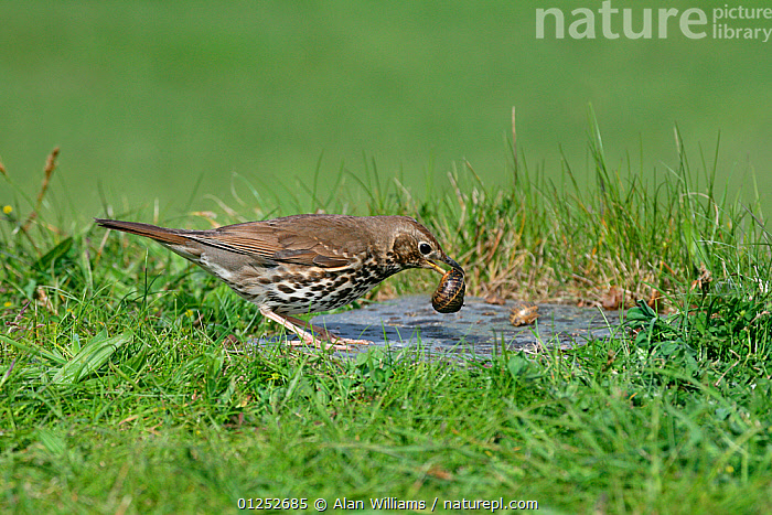 Stock photo of Song thrush (Turdus philomelos) breaking snail shell at ...