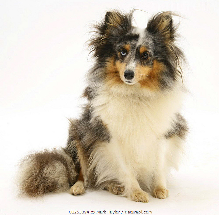 Blue merle sales sheltie for sale