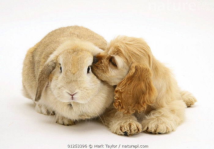 Stock photo of Buff American Cocker Spaniel puppy, China, 10 Stock photo of Buff American Cocker Spaniel puppy, China, 10