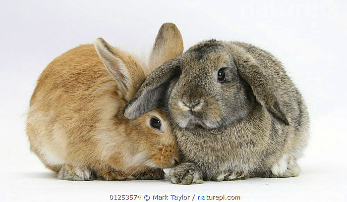 rabbt​［ラビット］​グレージュ