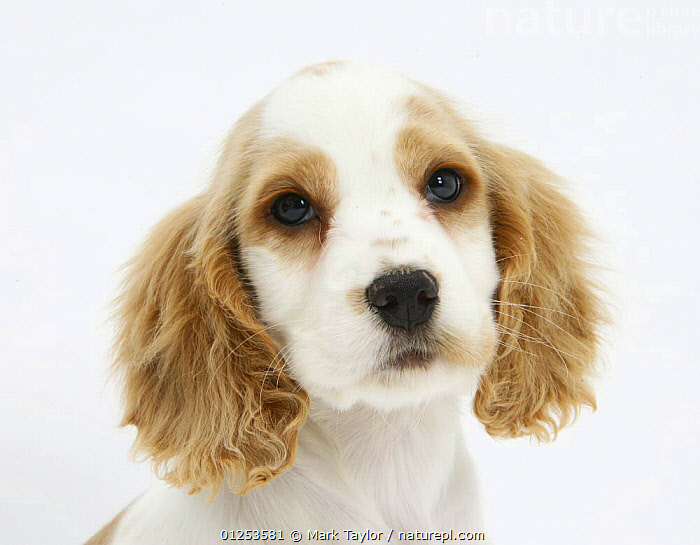 Orange roan hot sale cocker spaniel puppies