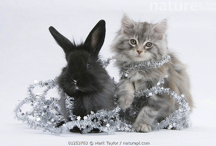 Stock photo of Maine Coon kitten, 8 weeks, and black baby Dutch x ...