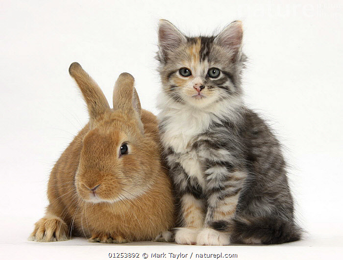 Stock photo of Ginger rabbit and Maine Coon-cross kitten, 7 weeks ...