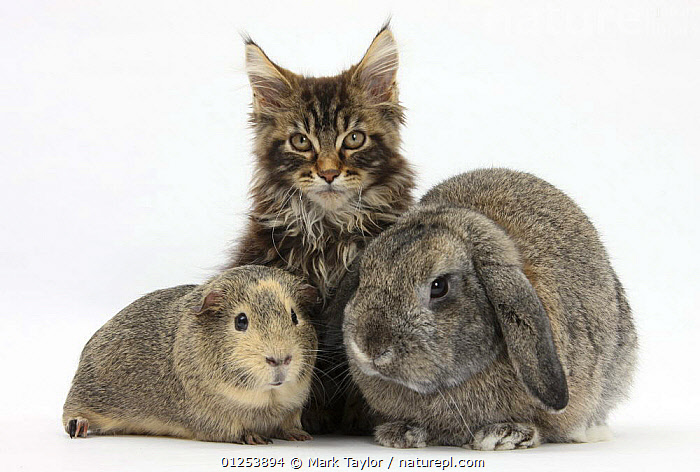 Stock photo of Tabby Maine Coon kitten, Logan, 12 weeks, with rabbit ...