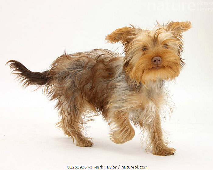 Silky terrier x store poodle