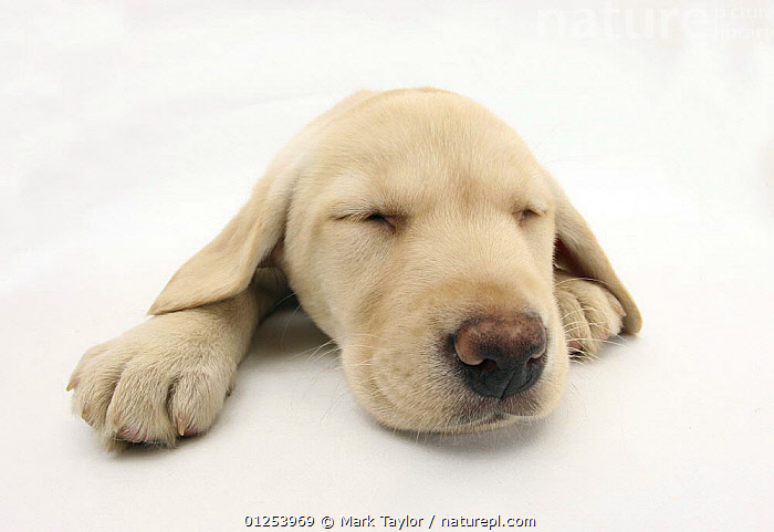 Stock photo of Yellow Labrador Retriever puppy, 8 weeks, sleeping ...