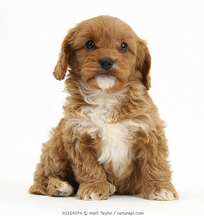 King charles best sale cavapoo puppies