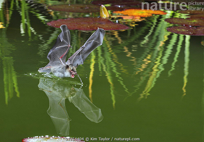 Natterer's Bat (Myotis Nattereri) Drinking From The Surface Of A Lily