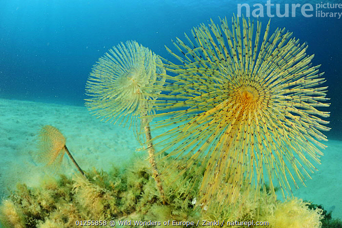 Spirographe (Spirographis spallanzani), Mediterranean sea – Toucan's photos