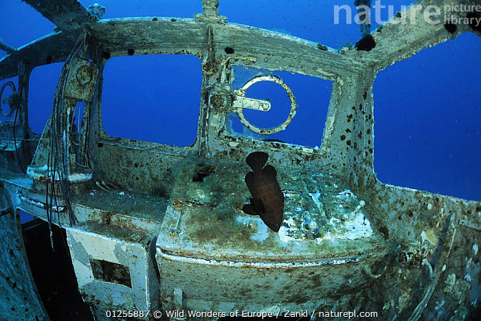 Stock photo of Fish swimming around in the wreck of P29 patrol boat ...