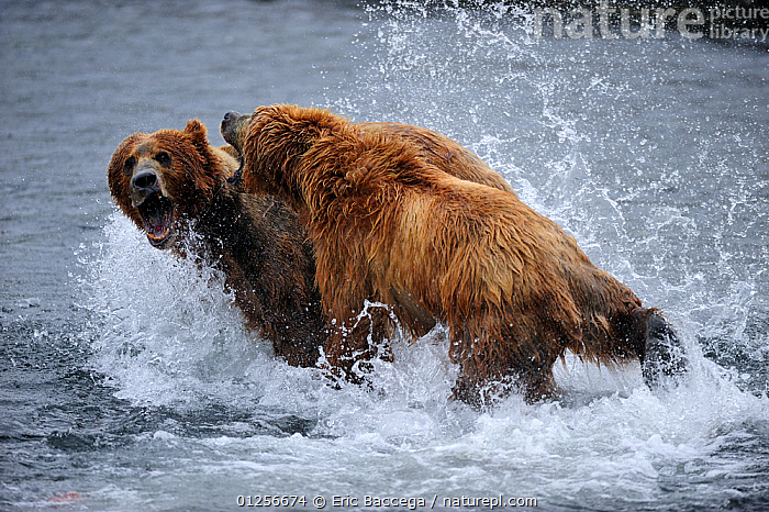 Kodiak Brown Bear (Ursus arctos middendorffi)