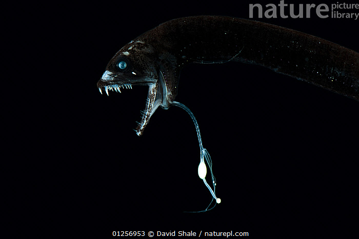 stock-photo-of-deepsea-dragonfish-eustomias-monodactylus-with