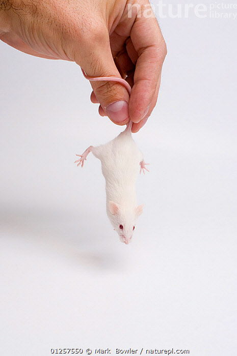 Stock photo of White laboratory mouse {Mus musculus} being held by
