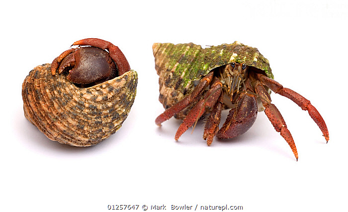 land hermit crab Coenobita clypeatus