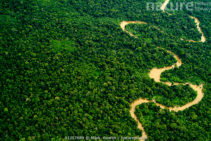 Stock photo of Aerial view of Amazon rainforest with river, Peru ...