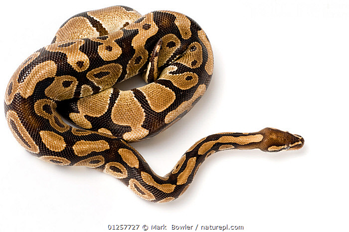Python regius: Atlas of Colour Morphs Keeping and Breeding